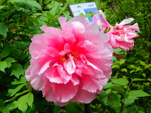 DSCN1059
