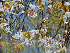 DSCN9909