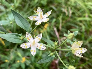 IMG_1986