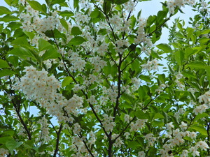 DSCN0355