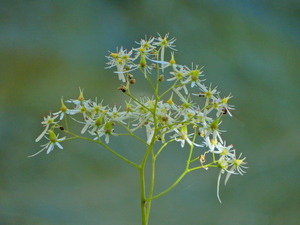 DSCN9800