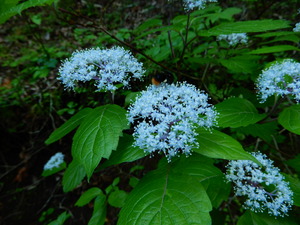 DSCN1532