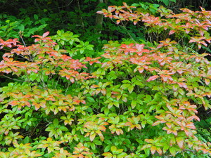 DSCN0181
