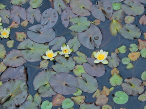 DSCN0135