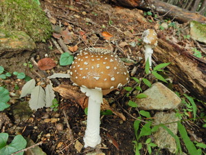 DSCN0649