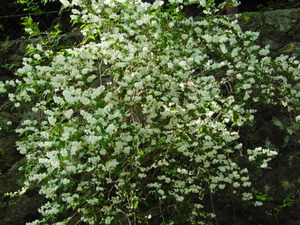 DSCN0248