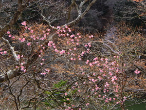DSCN9784