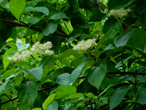 DSCN0330
