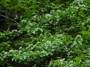 DSCN0099