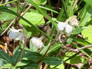 IMG_9973