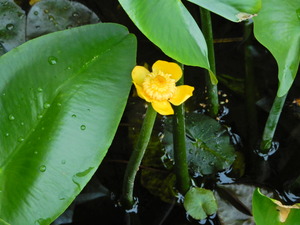 DSCN0137