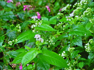 DSCN0011