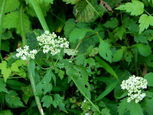 DSCN9962