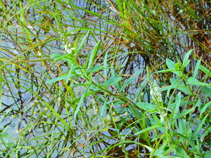 DSCN0074