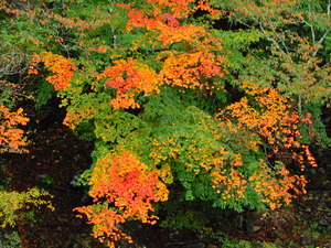 DSCN0045
