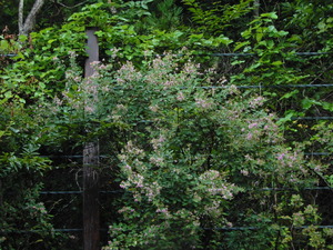 DSCN0730