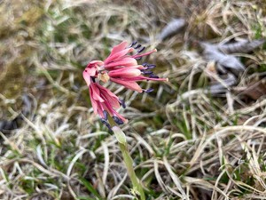 IMG_8975