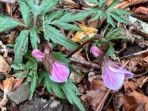 IMG_8592