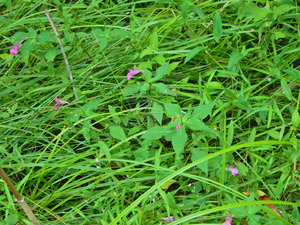 DSCN0272