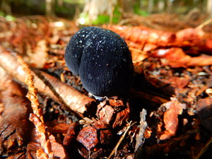 DSCN0264
