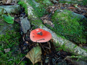 DSCN1844