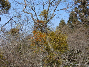 DSCN0310
