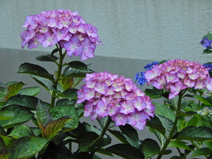 DSCN0027