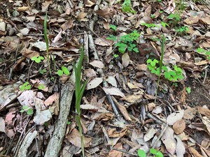 IMG_9177