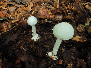 DSCN9547