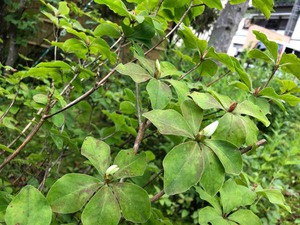 IMG_9350