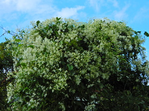 DSCN0042