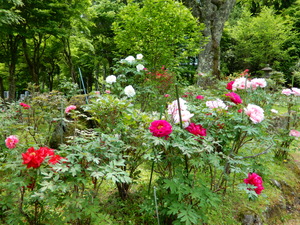 DSCN9367
