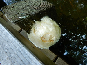 DSCN9362