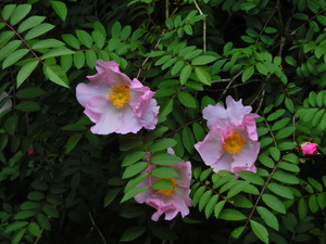 DSCN9705