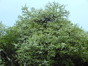DSCN9515