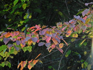 DSCN9963