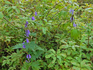 DSCN9490