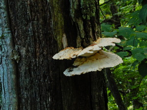 DSCN0977
