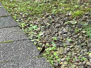 IMG_1838