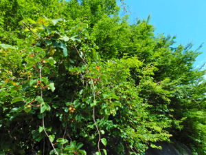 DSCN0137