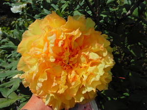 DSCN9332