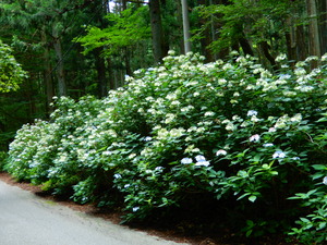 DSCN0309