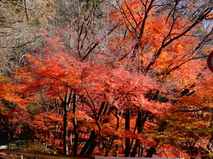 DSCN0261