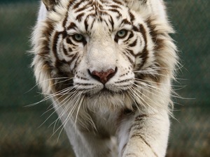 50949487_2050713925070001_3098923349078704128_n