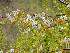 DSCN9918