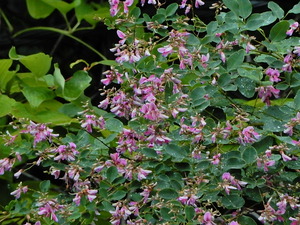 DSCN0733