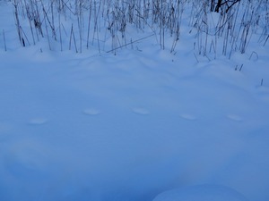 DSCN3102