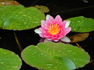 DSCN0113