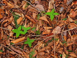 DSCN9666