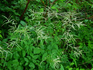 DSCN9481